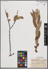 Foto von Salix daphnoides Vill.